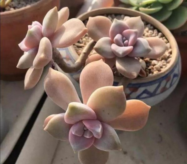 多肉植物盆栽怎么养好看