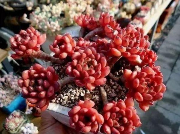 多肉植物盆栽怎么养好看