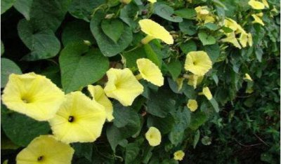 牵?；ɑㄓ锛巴计?了解牵?；ù淼囊庖?/></i><h2>牵牛花花语及图片 了解牵?；ù淼囊庖?/h2><p>本文核心导读：牵?；ɑㄓ锛巴计土私馇Ｅ；ù淼囊庖寤ɑ芊矫娴闹?，一起跟随绿植迷网小编看看吧！牵?；ㄊ且恢稚康幕ɑ苤参铮蹦阊?/p></a></li>
            <li><a href=
