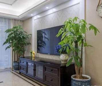 大型盆栽植物有哪些 最好养的植物推荐