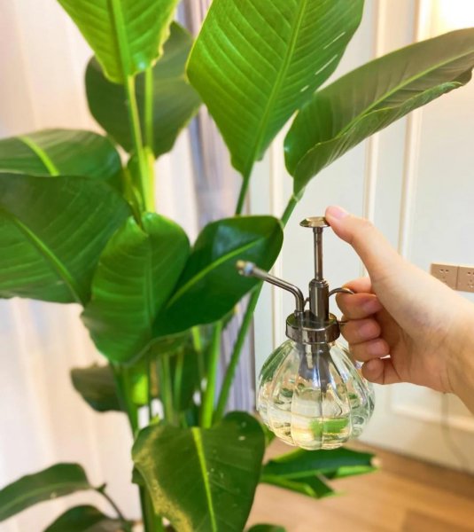 大型盆栽植物有哪些