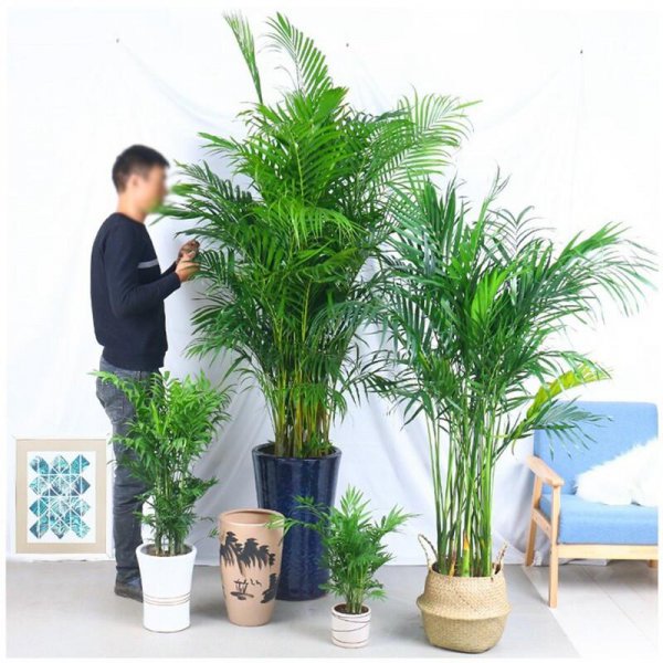 大型盆栽植物有哪些