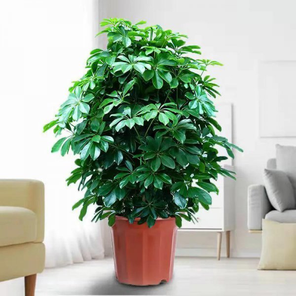 大型盆栽植物有哪些