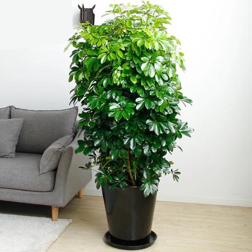 大型盆栽植物有哪些