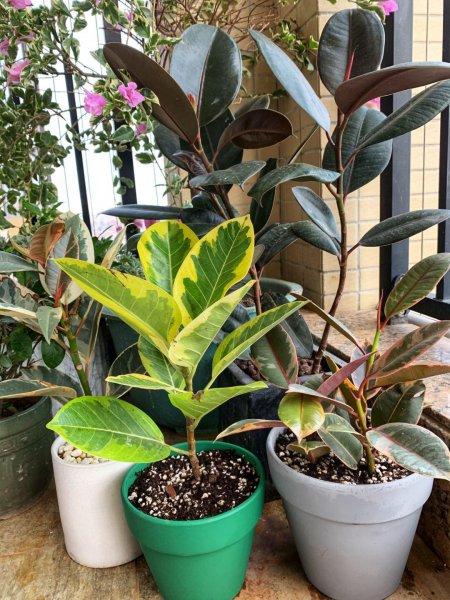 大型盆栽植物有哪些