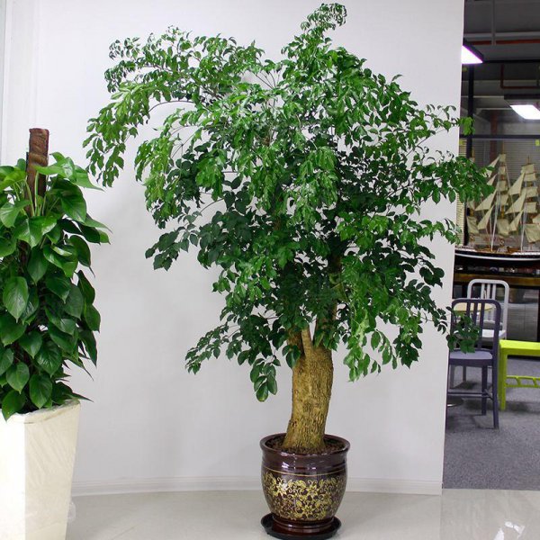 大型盆栽植物有哪些