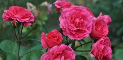 月季花的颜色是什么样的 详解月季花颜色种类大全