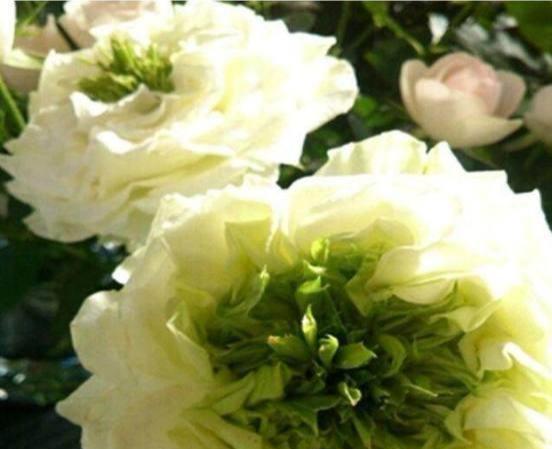 月季花的颜色是什么样的