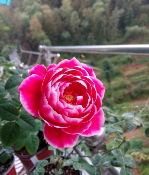 月季花的颜色是什么样的