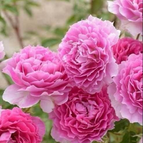 月季花的颜色是什么样的