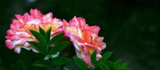 月季花的颜色是什么样的