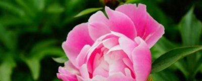 芍药如何盆栽种植 芍药盆栽种植方法和时间