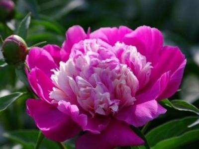 芍药如何盆栽种植