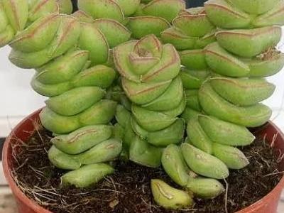 盆栽钱串子怎么养