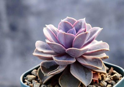 多肉植物种类寓意及象征 关于多肉代表的意义