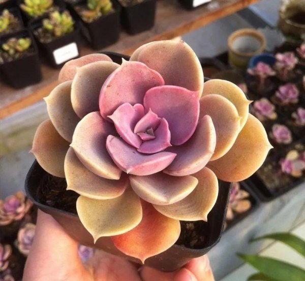 多肉植物种类寓意及象征