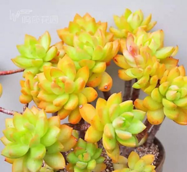 多肉植物种类寓意及象征