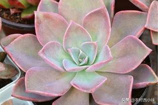 多肉植物种类寓意及象征