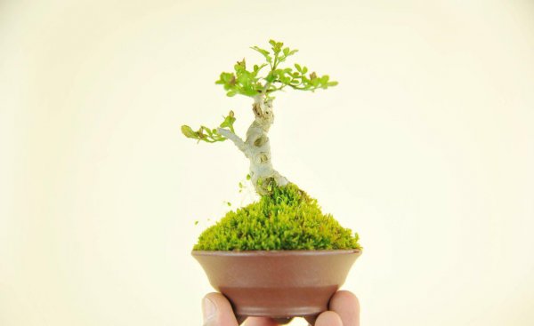 对节白蜡盆景用深盆还是浅盆