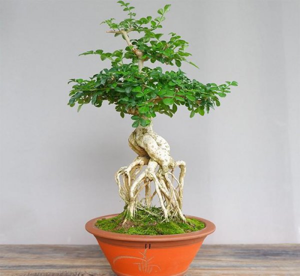 对节白蜡盆景用深盆还是浅盆
