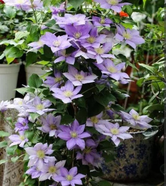 藤蔓植物有哪些品种