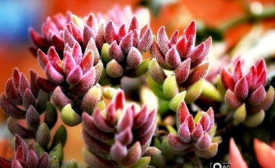 多肉植物怎么养 分享让多肉爆盆的6个技巧