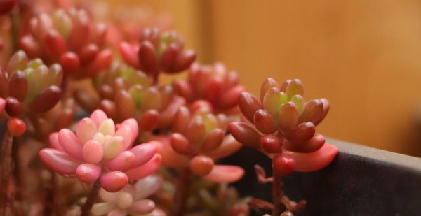 多肉植物怎么养