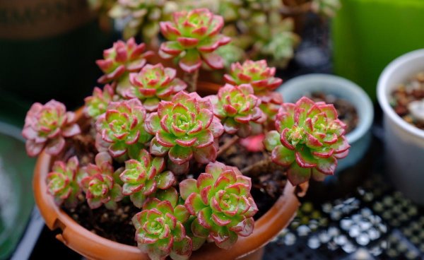 多肉植物怎么养