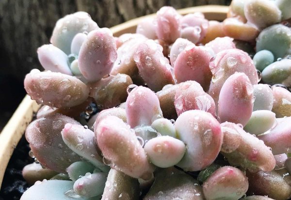 多肉植物怎么养