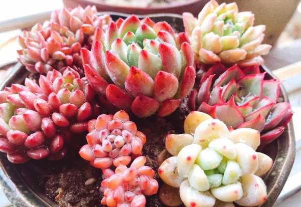 多肉植物怎么养