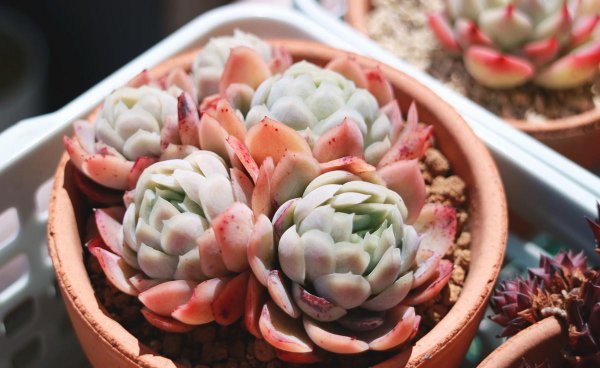 多肉植物怎么养