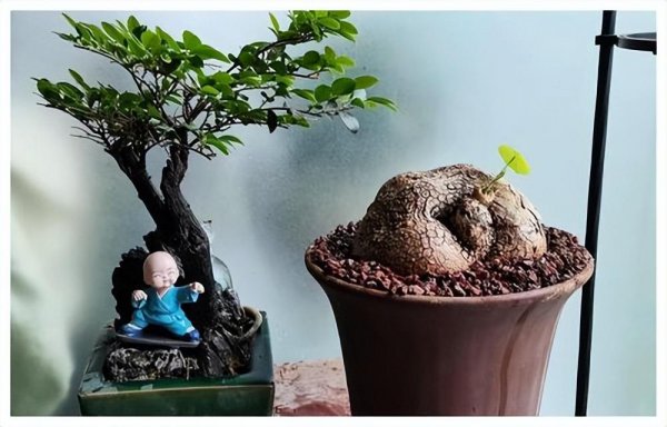 山乌龟盆景可养几年