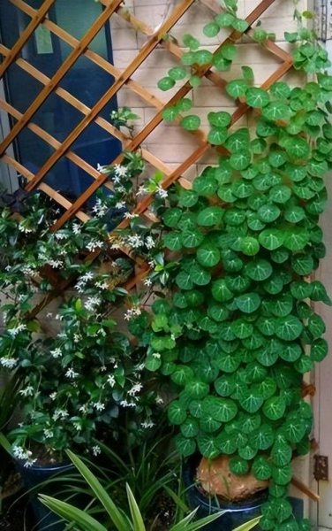 山乌龟盆景可养几年