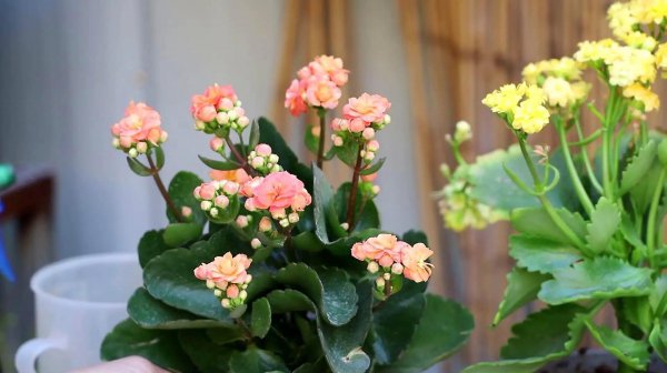 长寿花怎么养才能养好