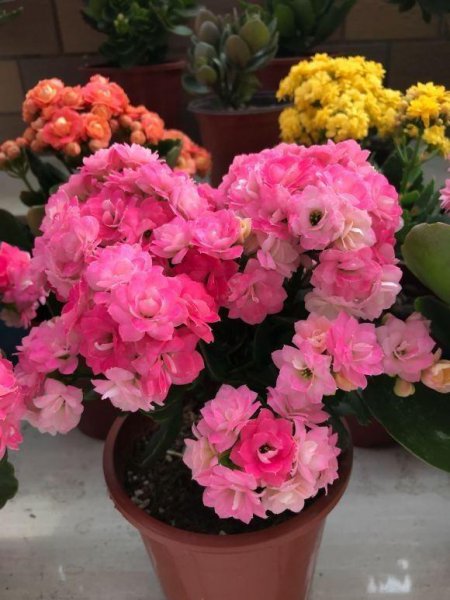 长寿花怎么养才能养好