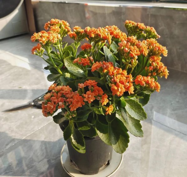长寿花怎么养才能养好