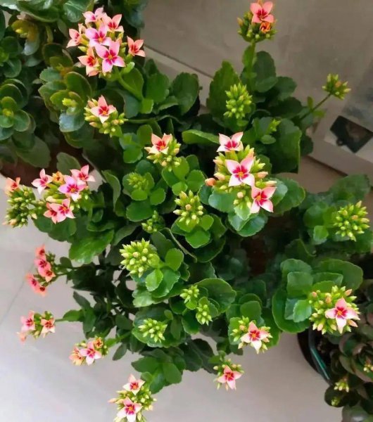 长寿花怎么养才能养好
