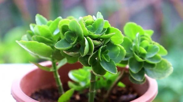长寿花怎么养才能养好