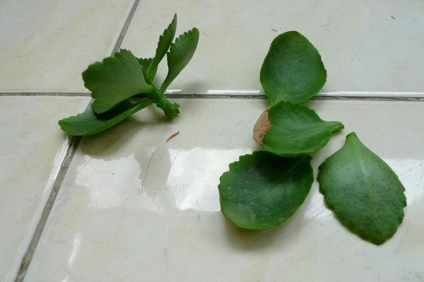 长寿花怎么养才能养好