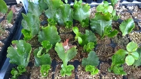 长寿花怎么养才能养好