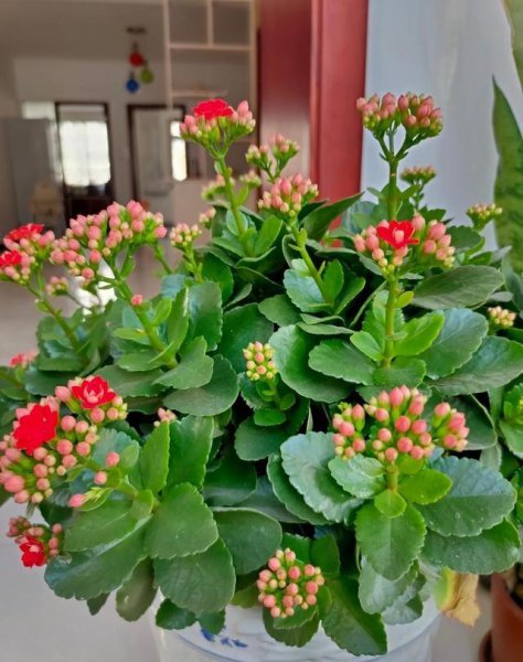 长寿花怎么养才能养好