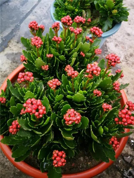 长寿花怎么养才能养好
