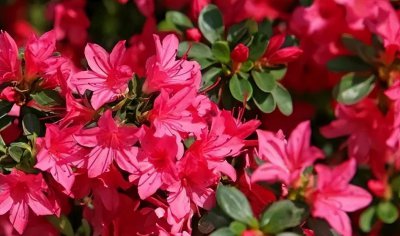 盆栽杜鹃花夏天怎么养 杜鹃花养殖方法和注意事项