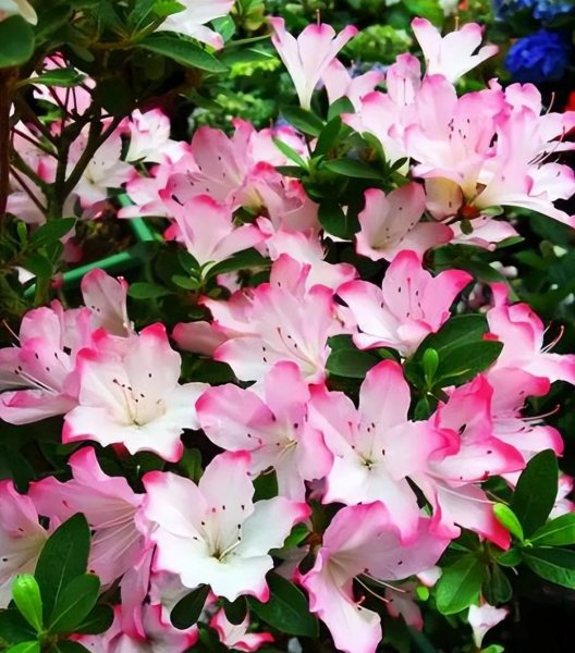 盆栽杜鹃花夏天怎么养