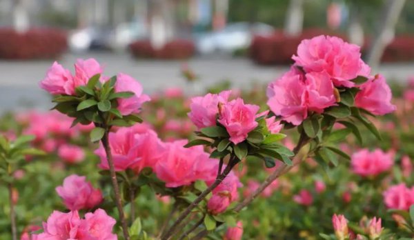 盆栽杜鹃花夏天怎么养