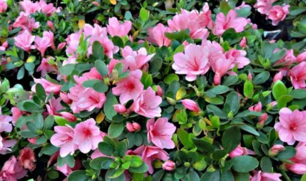 盆栽杜鹃花夏天怎么养
