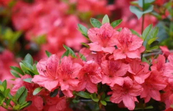 盆栽杜鹃花夏天怎么养