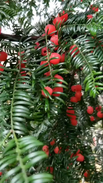 红豆杉怎么养殖