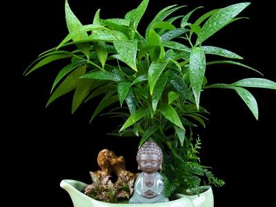 竹柏盆景怎么养殖