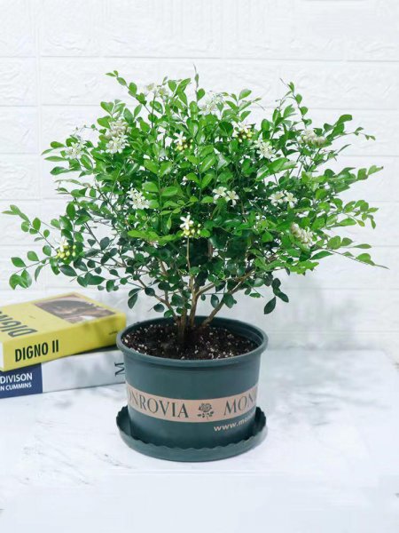 小型盆栽植物有哪些